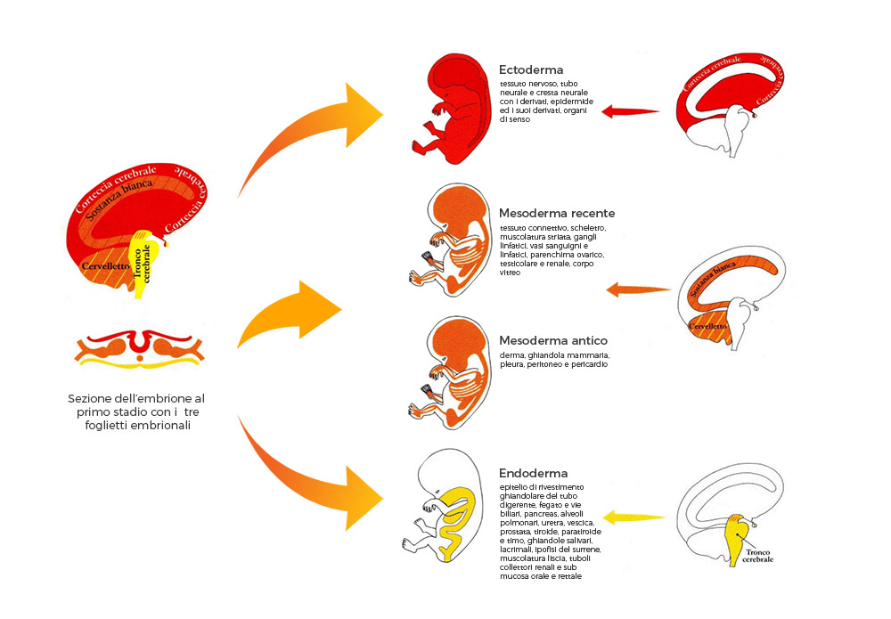Master di specializzazione post Diploma per Operatori Shiatsu